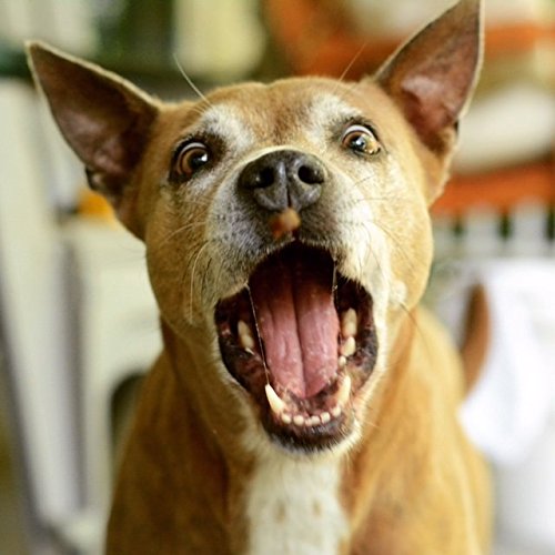 Carolina Prime 3-Pack of Real Meat Pork Jerky Wheat-Free Dog Treats, 6 Oz. Each, Made in The USA