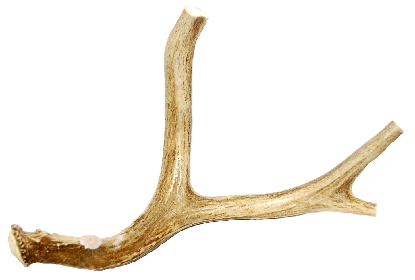 Extra Large Whole Deer Antler Dog Chew - for Large Dogs and Puppies