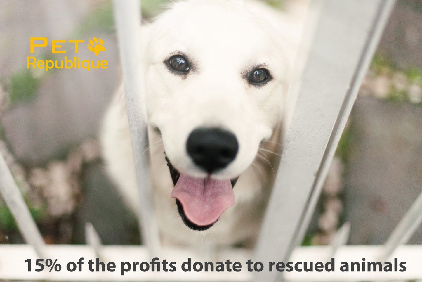 Pet Republique Cat & Dog Toothbrush - Designed for Cats, Kittens, Puppies & Small Dogs (6 Count)