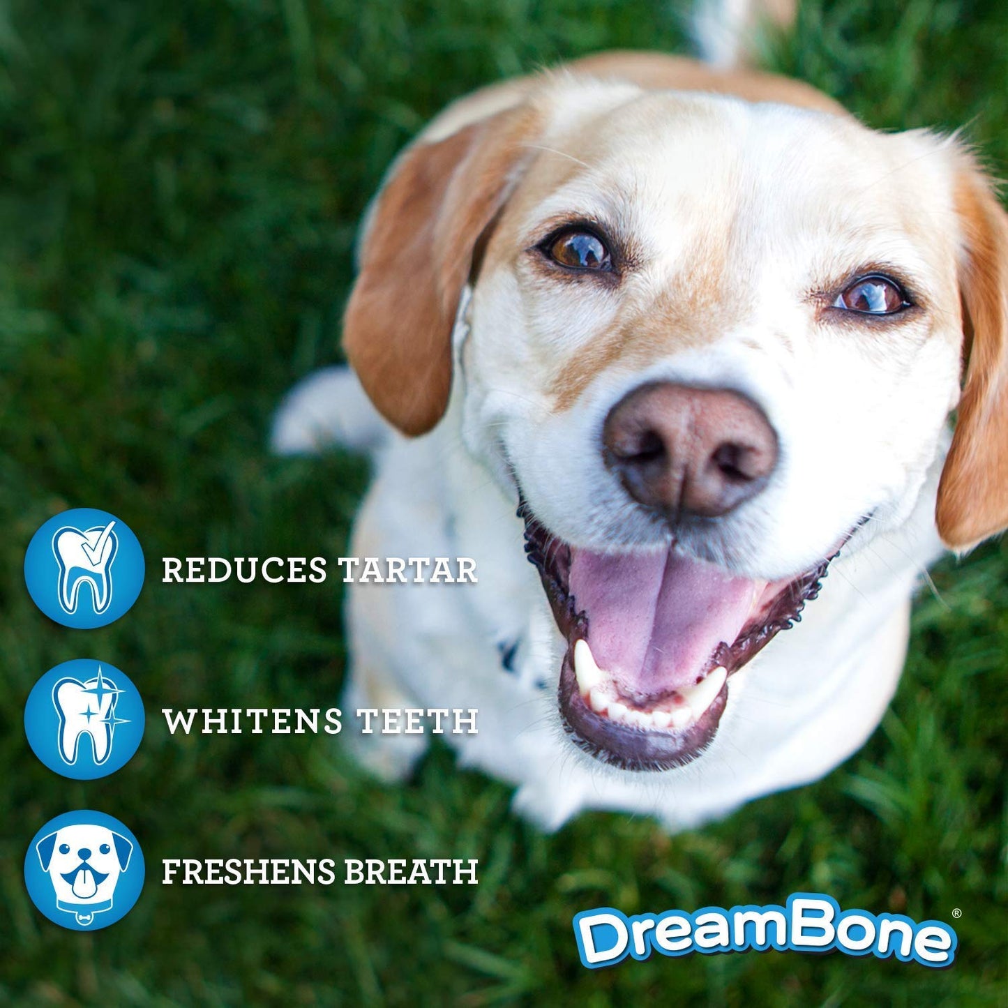 DreamBone Dental Chews, Rawhide-Free Chews for Dogs, Maintain Fresh Breath and Clean Healthy Teeth