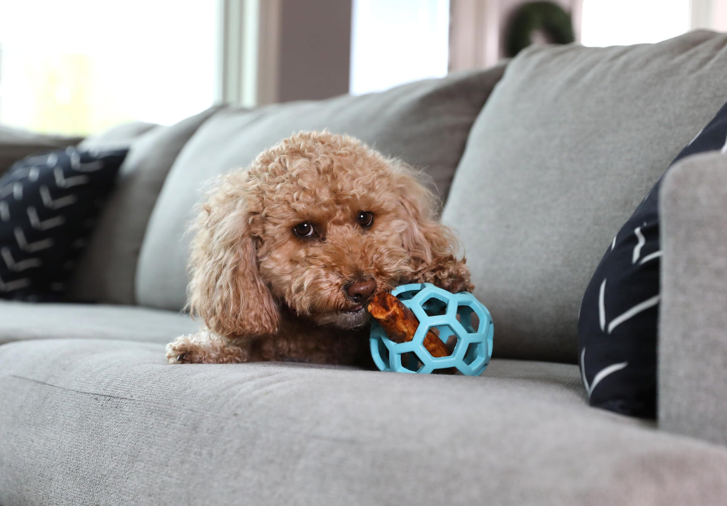 JW Pet HOL-ee Roller™, Dog Toy Puzzle Ball, Natural Rubber, Medium (4.5” Inch Diameter), Blue
