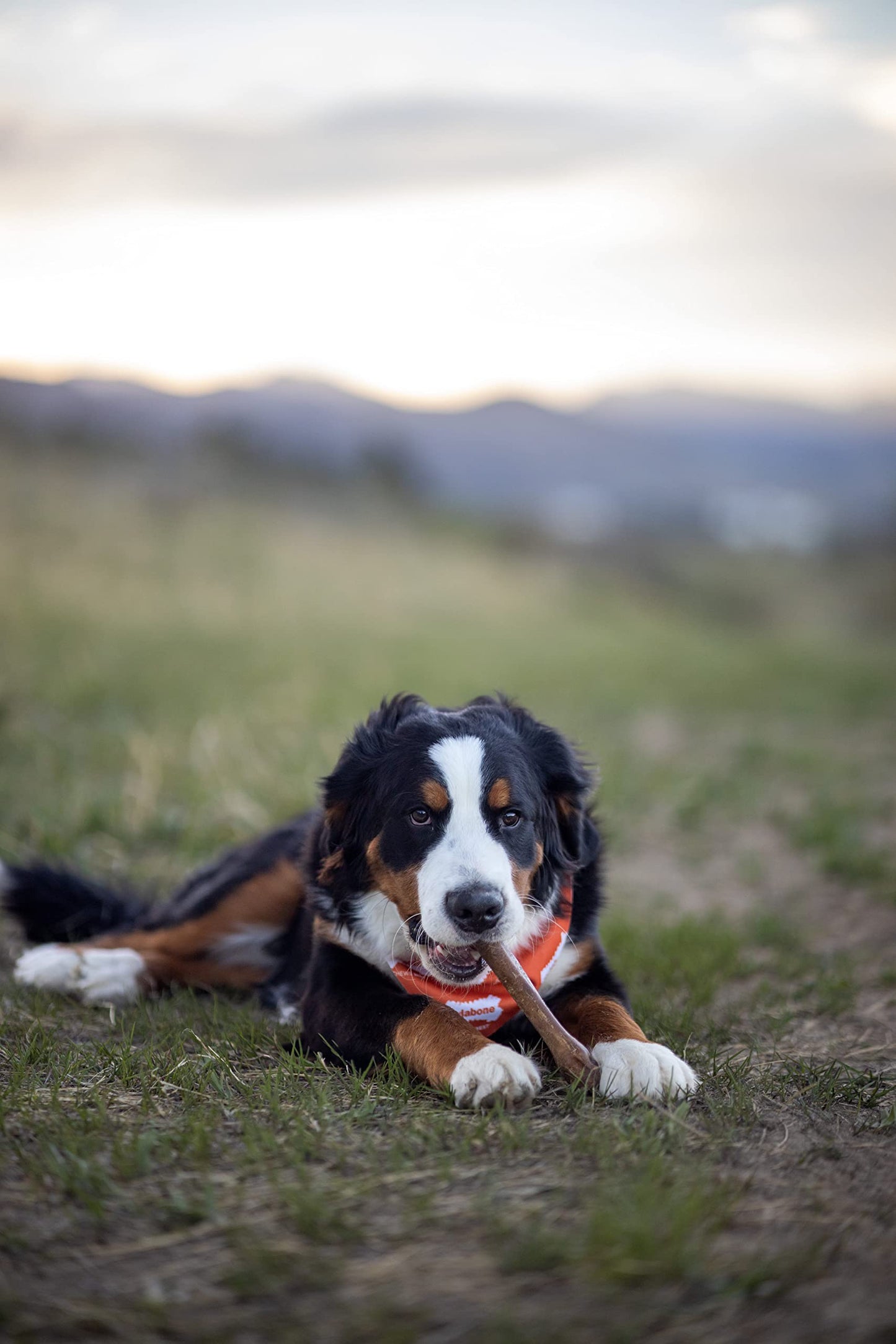 Nylabone Healthy Edibles Natural Dog Chews Long Lasting Bacon Flavor Treats for Dogs, X-Large/Souper (1 Count)