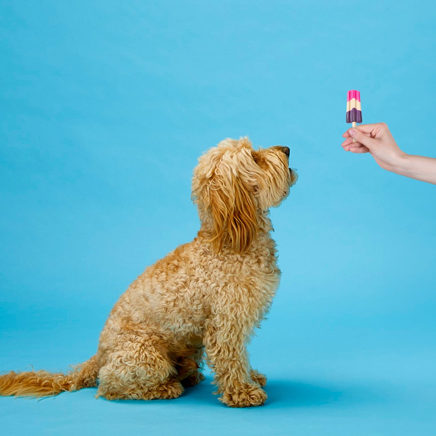 SPOT Pup Ice- Ready to Freeze at Home Dog Treats-Edible Chews for Medium Breed Dogs & Puppies with Real Chicken to Keep Your Pup Cool Year Round, Rocket Lollies Strawberry & Blueberry Flavor, 2pcs