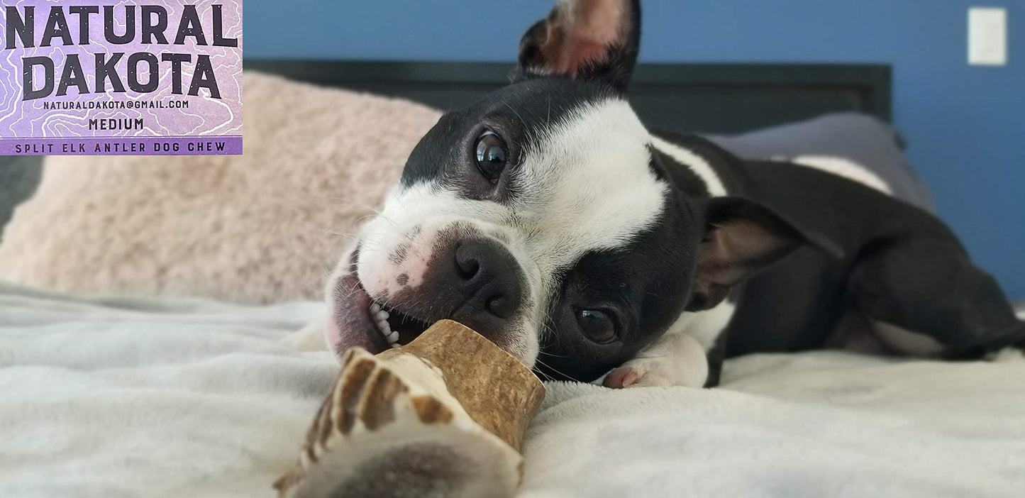 Natural Dakota Premium Split Elk Dog Chews | Antler Dog Chew Bones for Small, Medium, Large Dogs | 100% Naturally Shed Elk Dog Chew Bones | Long Lasting Dog Chew Toy | (Medium) Made in USA