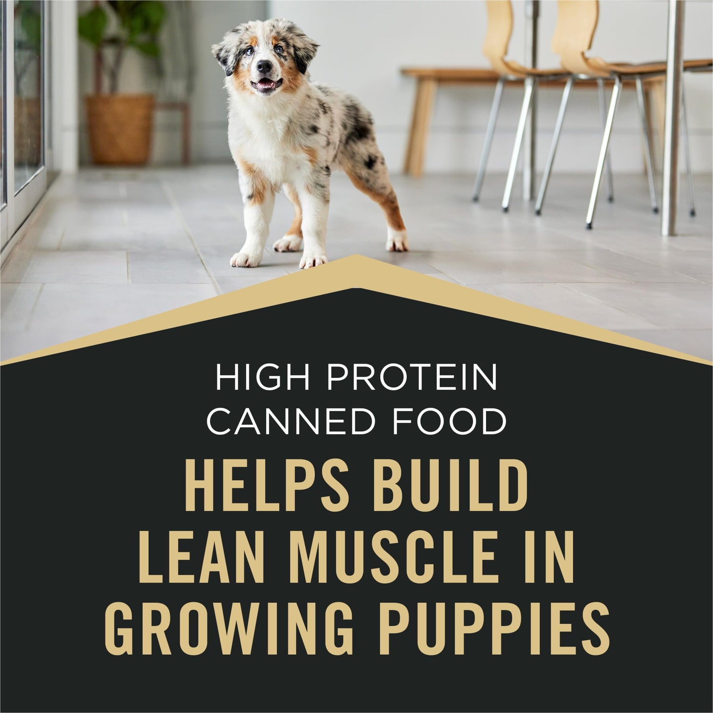 Purina Pro Plan Sport High Protein Puppy Food Beef & Rice Entree Wet Formula - (Pack of 12) 13 oz. Cans