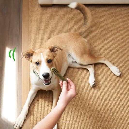 Greenies Puppy Regular Size Dental Dog Treats, 12 oz. Pack (12 Treats)