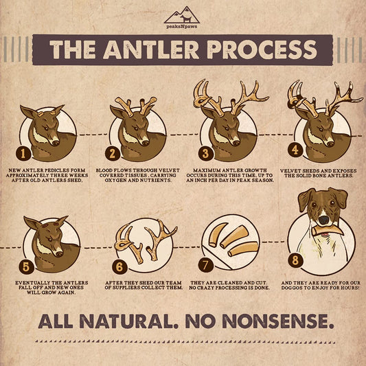 peaksNpaws Premium All-Natural Grade A Split Elk Antlers for Dogs – Naturally Shed in The Rocky Mountains – No Additives, No Preservatives - Healthy and Delicious Treat - Made in USA - XL/Jumbo Split