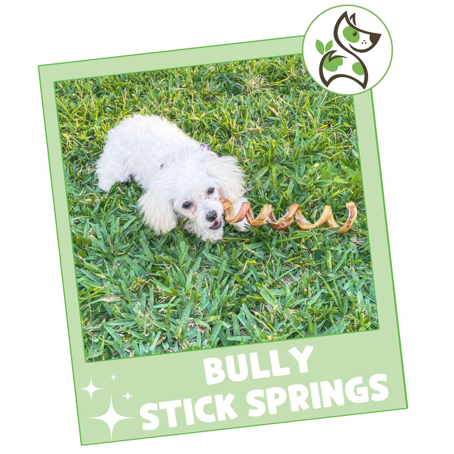 Nature Gnaws Bully Stick Springs for Dogs 7-8" (6 Count) - Long Lasting for Aggressive Chewers - Natural Curly Beef Dog Chew Bones - Rawhide Free
