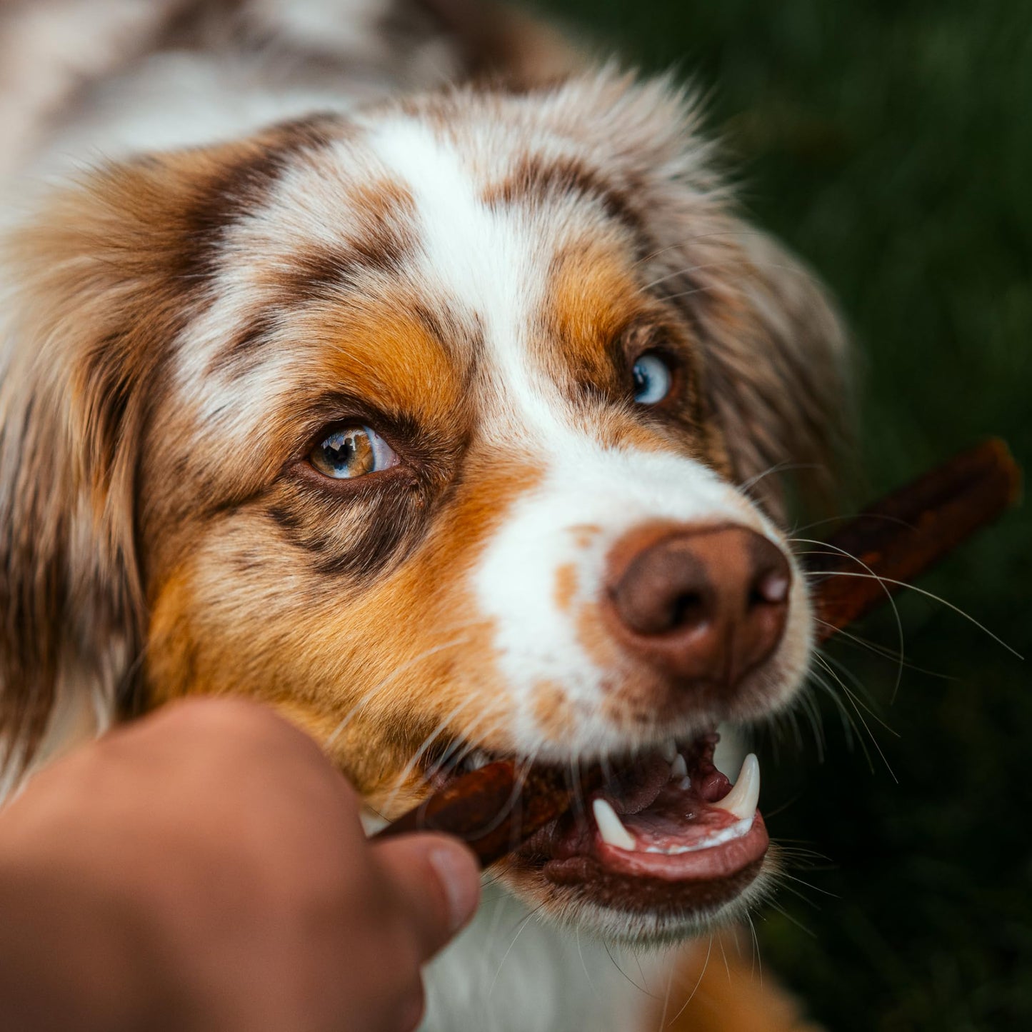 Best Bully Sticks 6 Inch Natural Collagen Sticks for Dogs - 5 Count (Pack of 1) - Long-Lasting, Rawhide Free, Beef Treat