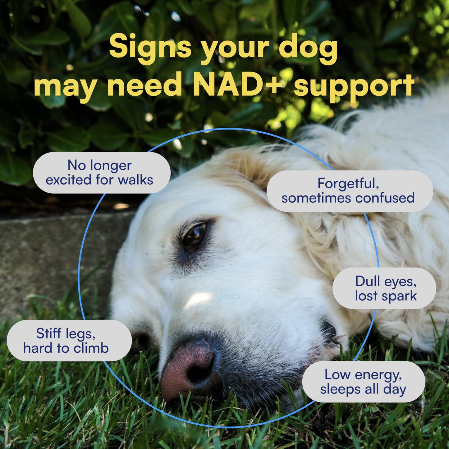 NAD+ Precursor & Senior Dog Supplement - 90 Soft Chews & Vitamins - NMN Alternative for Longevity, Anti-Aging & Energy - Nicotinamide Riboside, Resveratrol, Quercetin, Made with Pasture-Raised Chicken