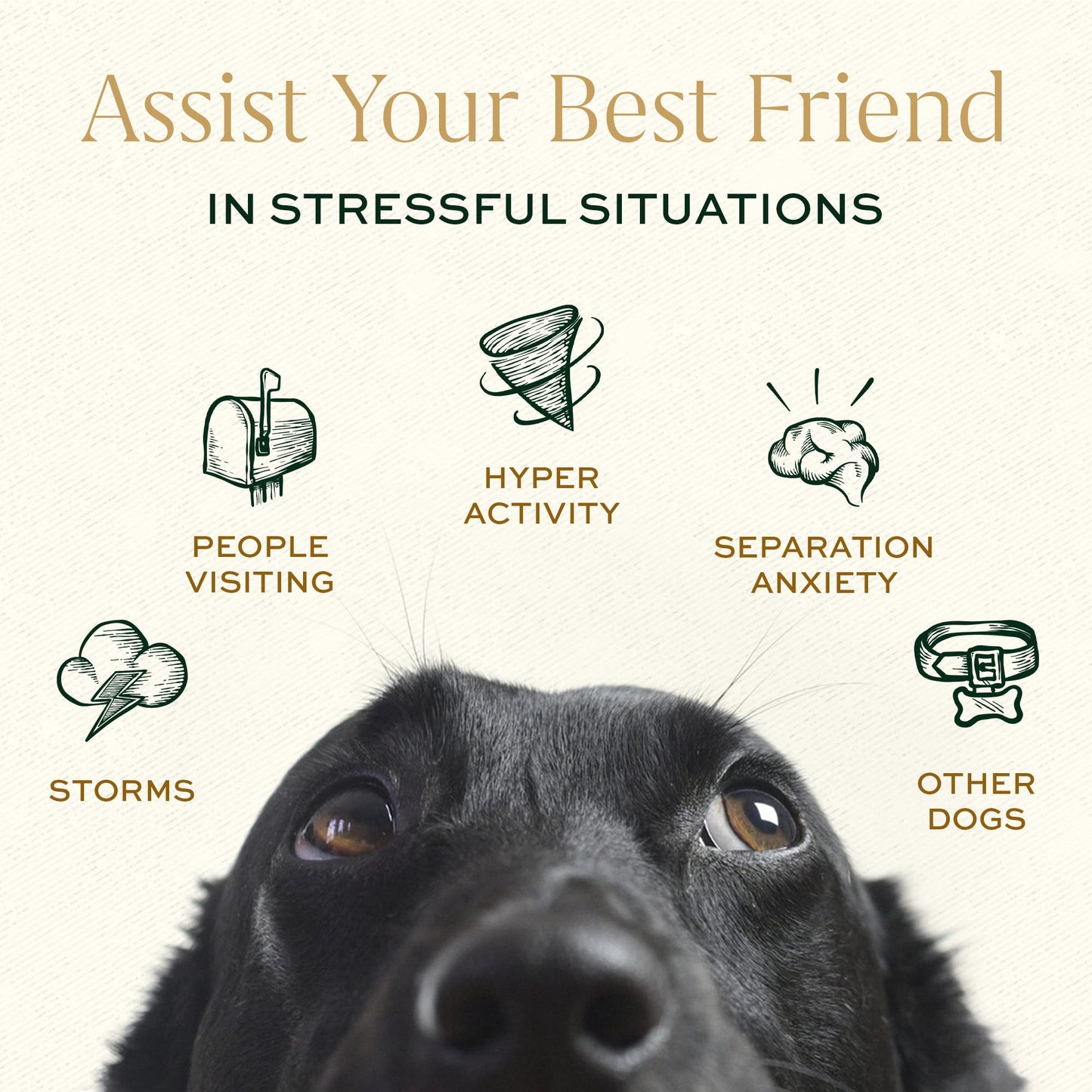 Breedwise Pet Provisions Dog Calming Treats, All Natural Holistic Dog Anxiety Relief Bites, Hickory Bacon Flavor, Stress Reducing, 210g (60 Chews, Hickory Bacon)