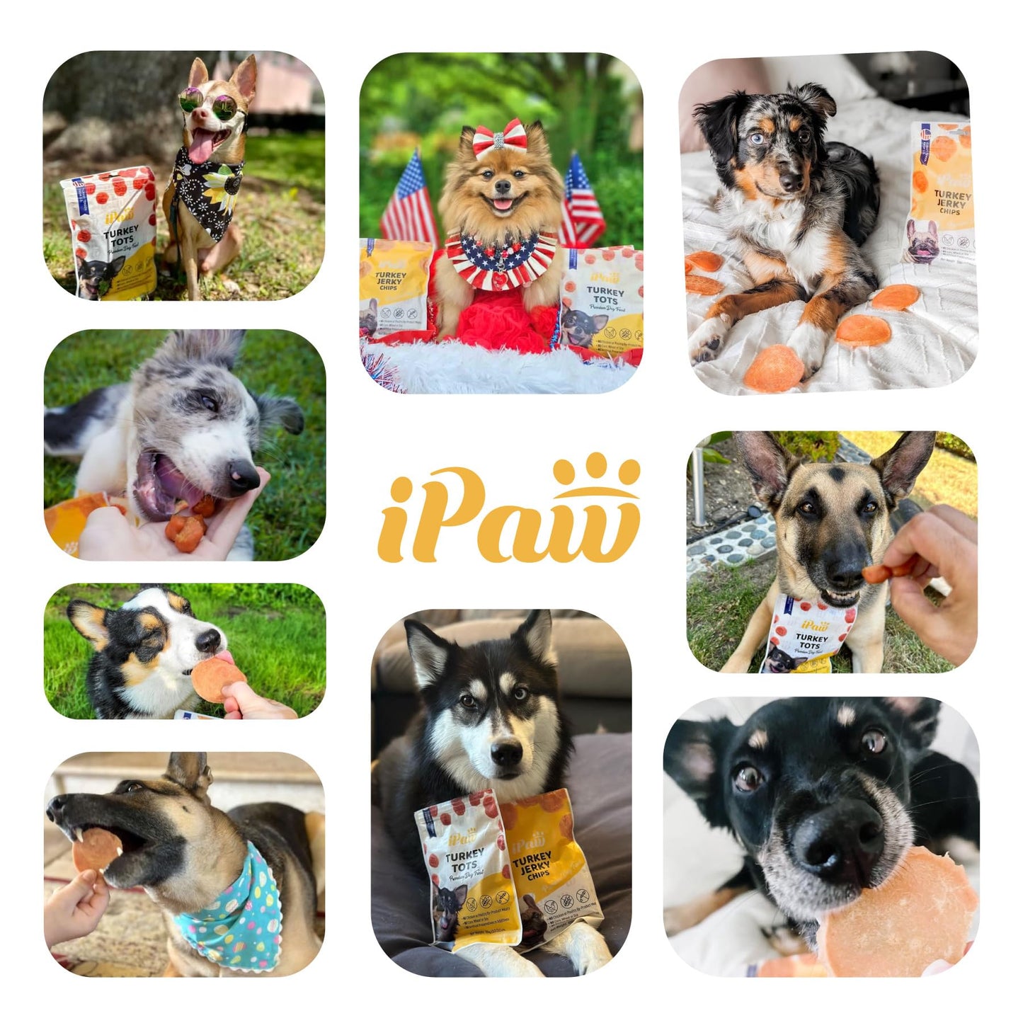 iPaw Dog Treats for Puppy Training, All Natural Human Grade Dog Treat, Hypoallergenic, Easy to Digest (Chicken and Cheese Bites)