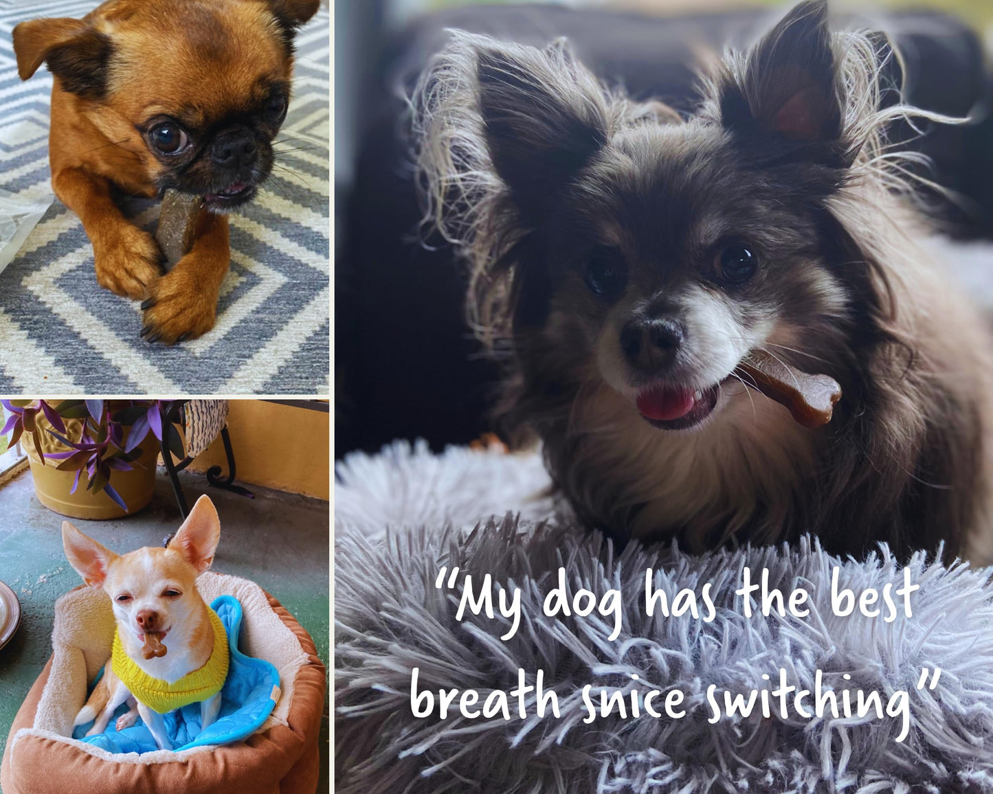 Earthbones Dental Chews for Dogs 20-50lbs, 30 Bones