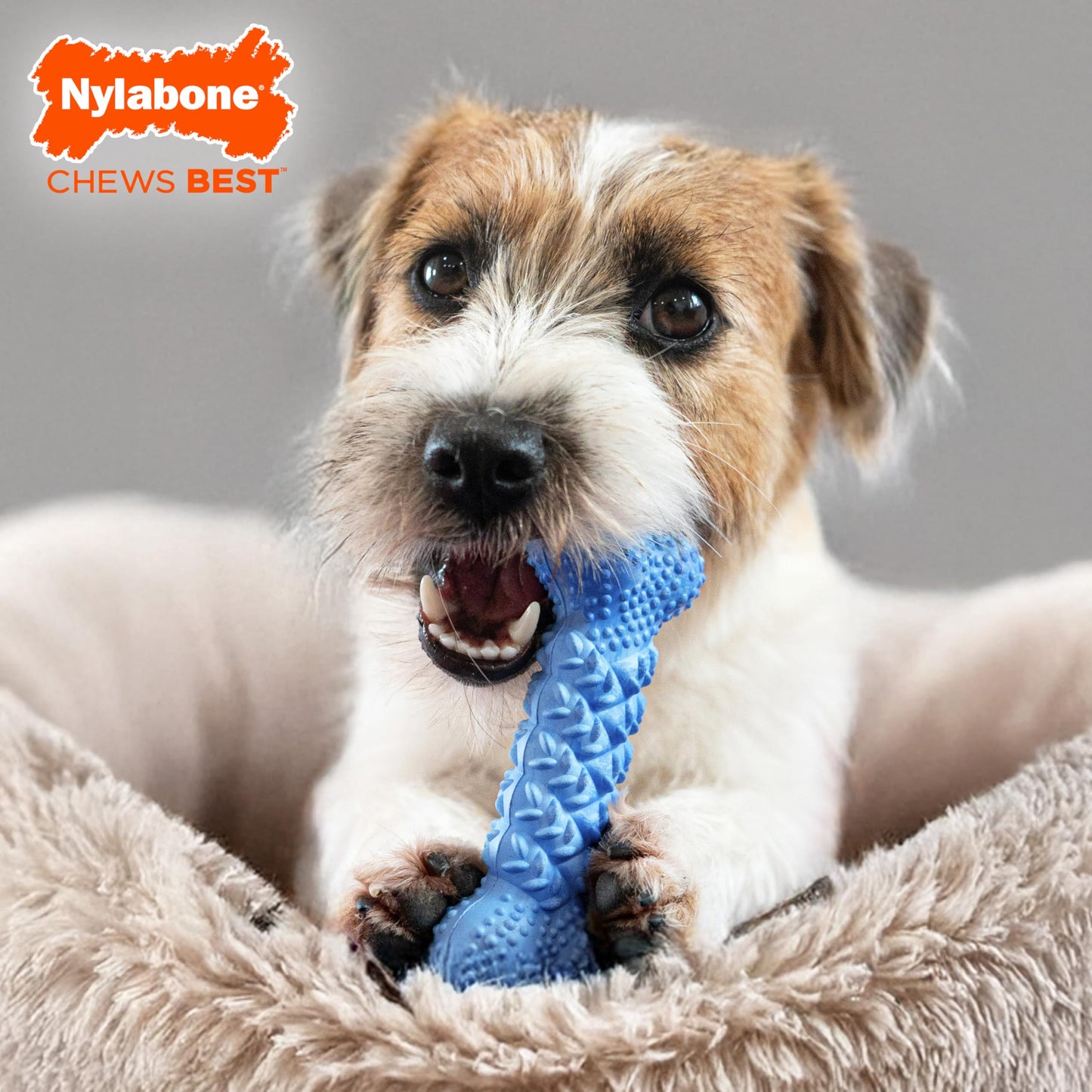 Nylabone Braid Bone Strong Chew Toy for Dogs, Natural Rubber Dog Toy for Moderate & Aggressive Chewers, Peanut Butter Flavor, Medium Dogs - Up to 35 lbs, 1 Count