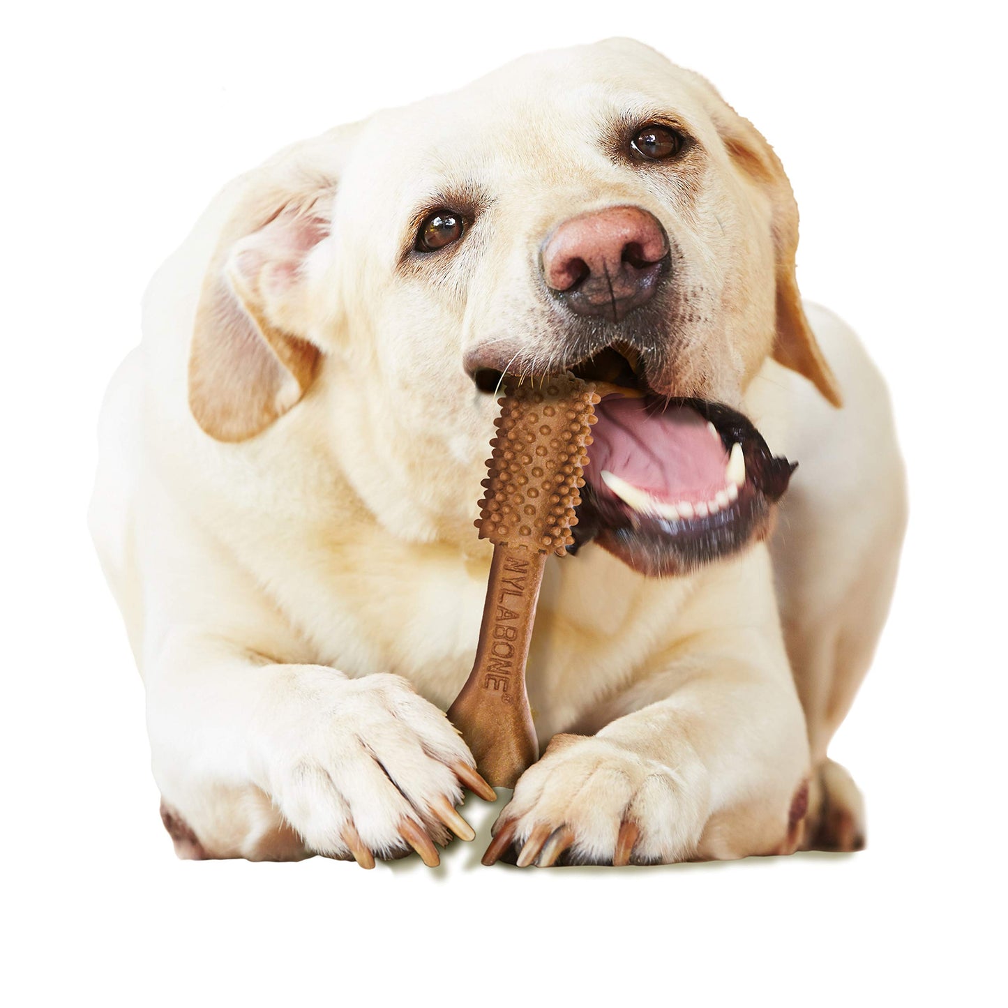 Nylabone Nutri Dent Dog Dental Chews - Natural Dog Teeth Cleaning & Breath Freshener - Dental Treats for Dogs - Filet Mignon Flavor, Large (20 Count)