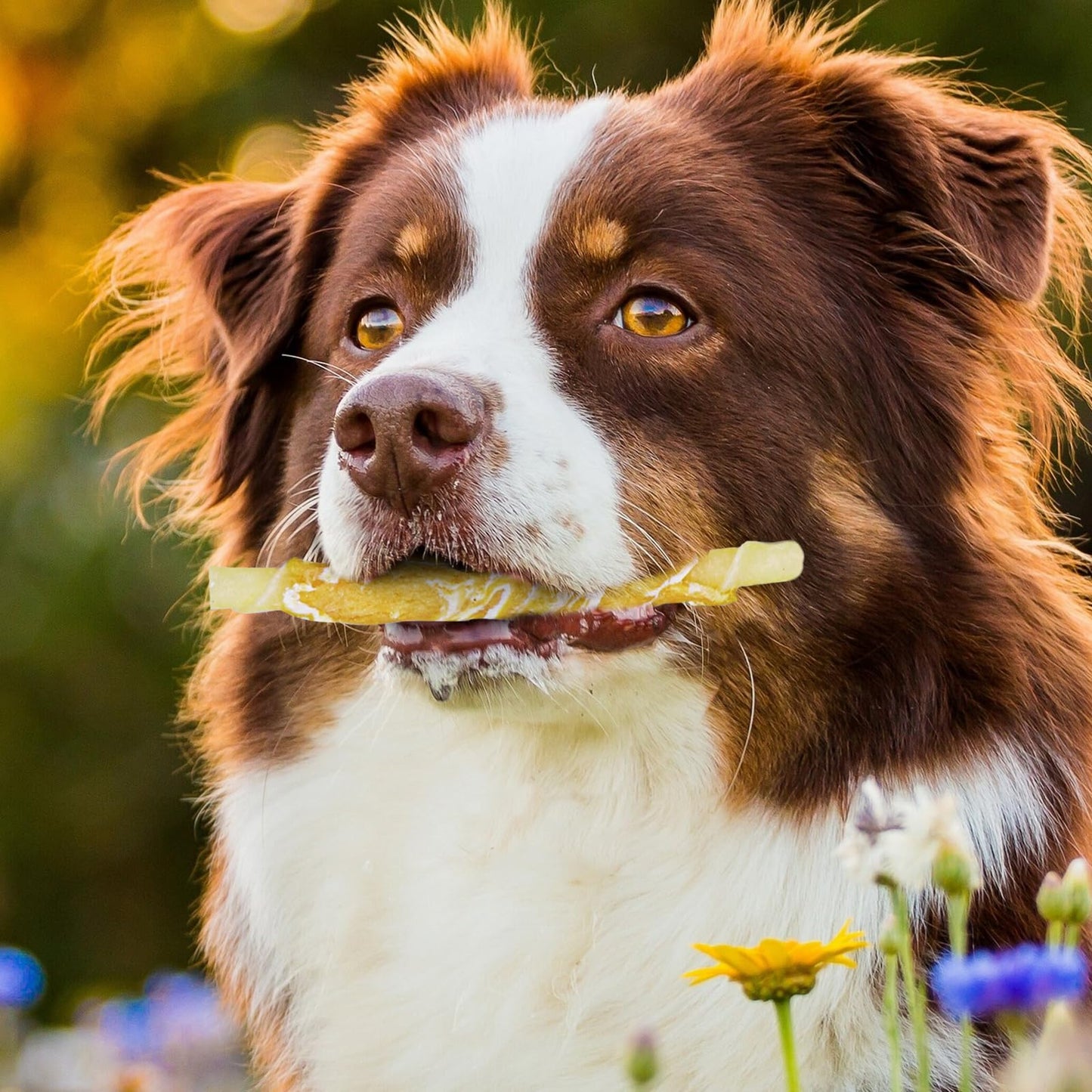 Sobirdos Dog Treats,Chicken Wrapped Rawhide Sticks for Dogs,Dog Chew Sticks,Rawhide Bones for Large Midium Dogs, Dog Treats Small Dogs,Dog Chicken Sticks,Puppy Treats,Chicken Dog Treats,4.5inch