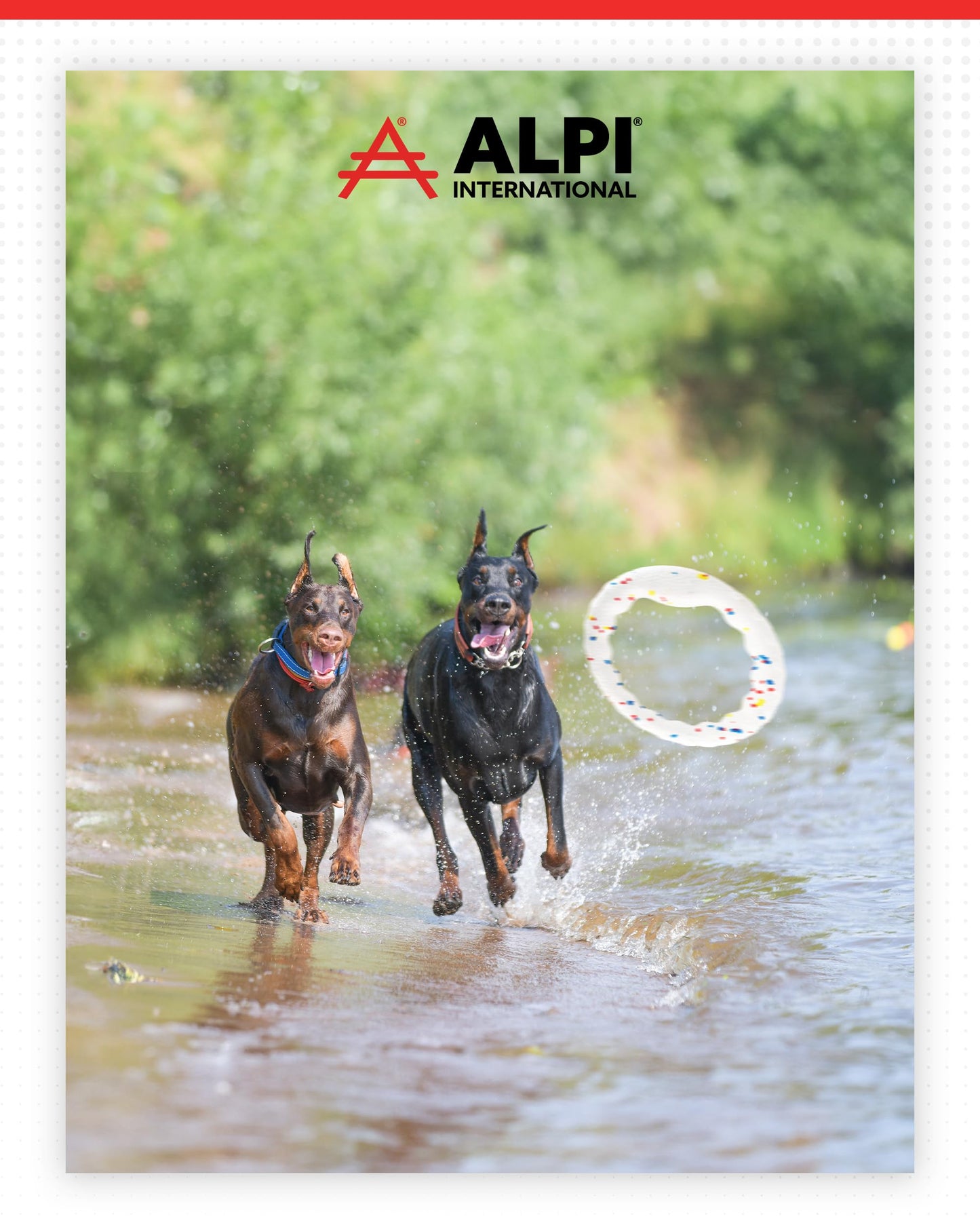 ALPI Chomp Ring - Durable, Soft, & Squishy Bite Puppy Toys for Dogs & Other Pets - Stimulating Dog Toys for Sensory Play & Fun (Large)