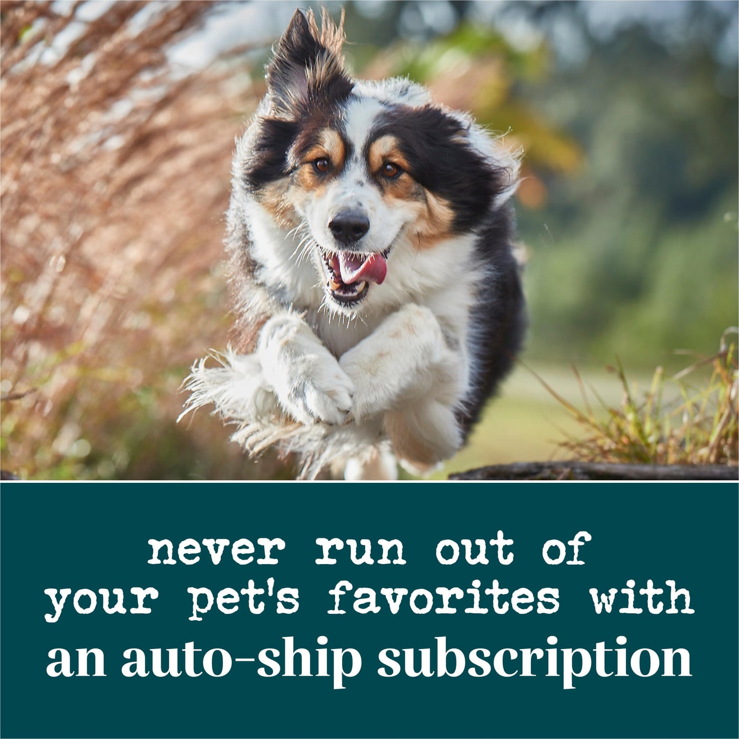 EverRoot By Purina Multi-Benefit Dog Supplements Soft Chews - 10.6 oz. Canister