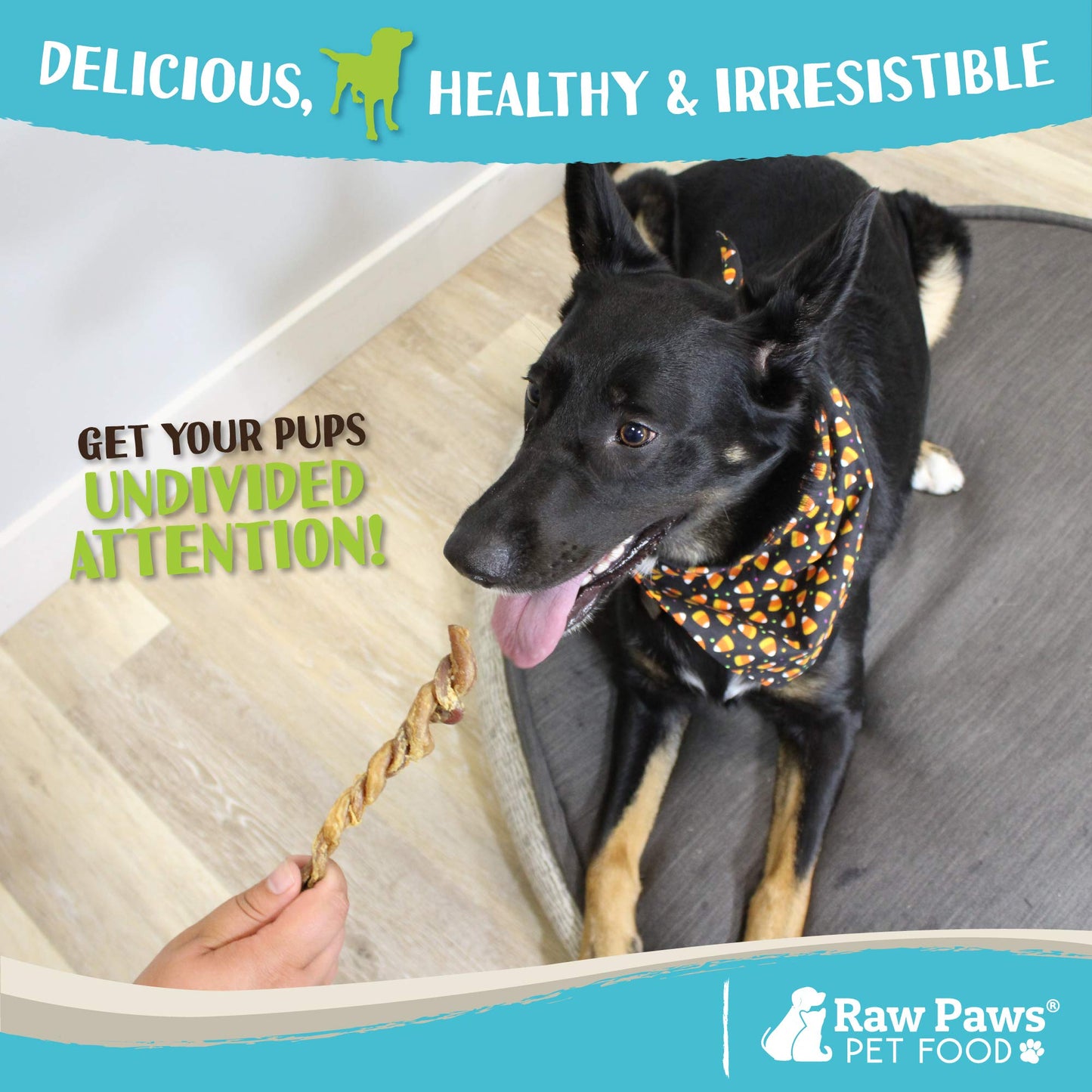 Raw Paws Lamb Pizzle Twists for Dogs, 5-9-Inch (10 Count) - USA Packed Natural Lamb Pizzle Sticks - Free-Range, Digestible Alternative Bully Sticks - Grain-Free Twist Dog Chew - Single Ingredient