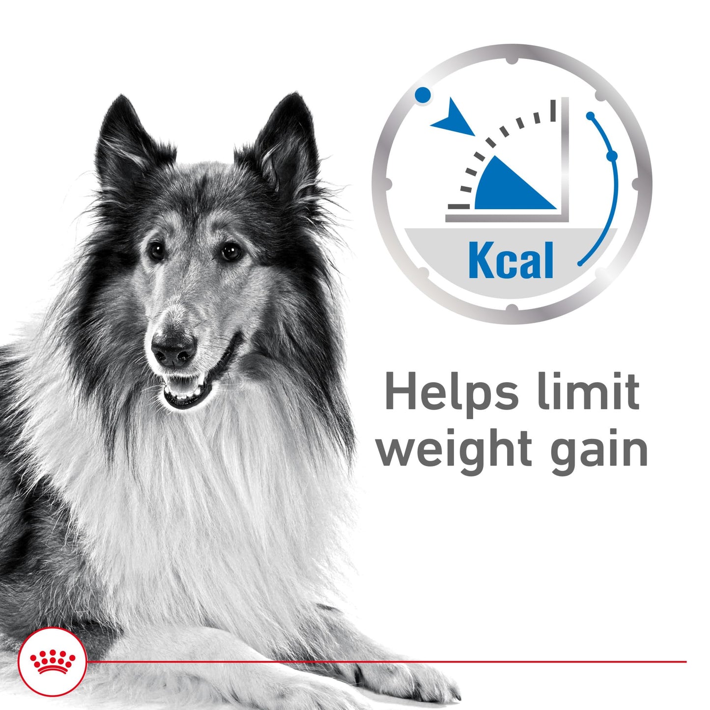 Royal Canin Canine Care Nutrition Weight Care Adult Loaf in Sauce Dog Food, 13.5 oz (Pack of 12)