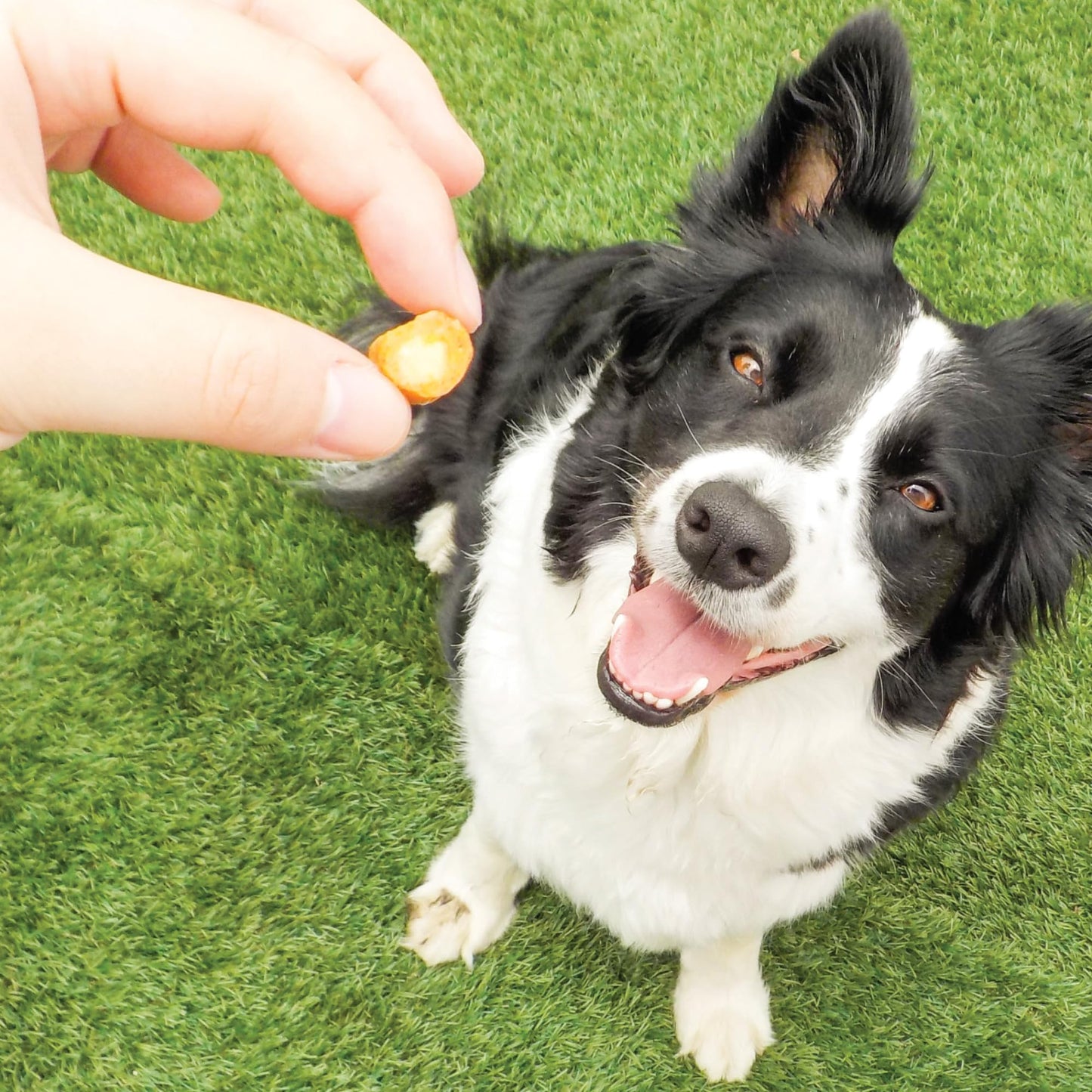 USA Sweet Potato Dog Treats - Grain Free, Peanut Butter Crunchy Sticks are Great Tasting, Promote Positive Dog Gut Health with Natural Anti-Diarrhea Properties, no Preservatives Added