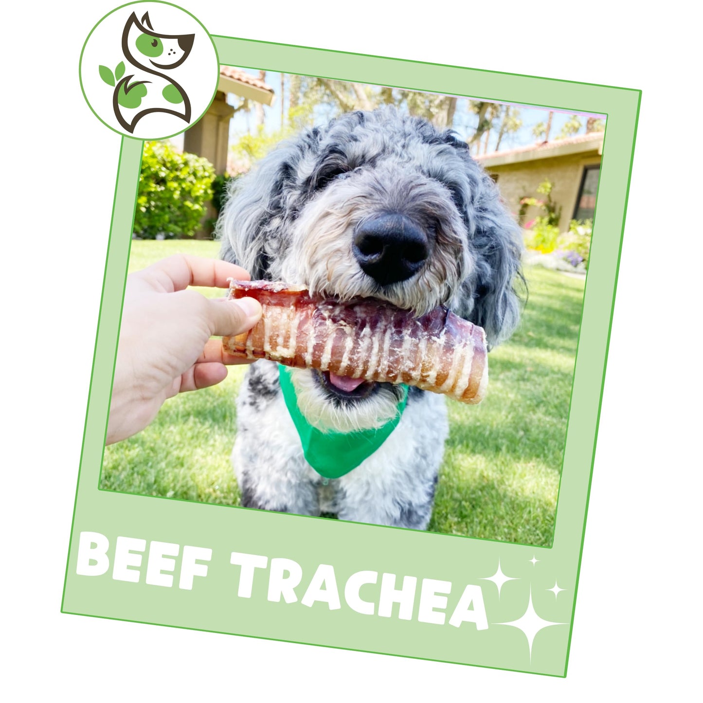 Nature Gnaws Beef Trachea Chews for Dogs 6" (6 Count) - Long Lasting Natural Crunchy Dog Chew Bones - Rawhide Free