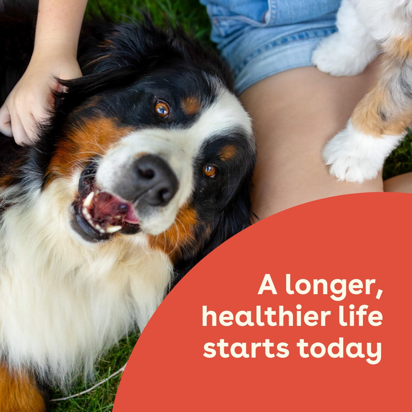 Pupford Gut Health & Immunity Supplement for Puppies and Adult Dogs, Made in The USA, Vet Approved, No Artificial Flavors, Peanut Butter and Jelly, Net Wt. 6.3 oz (180g)