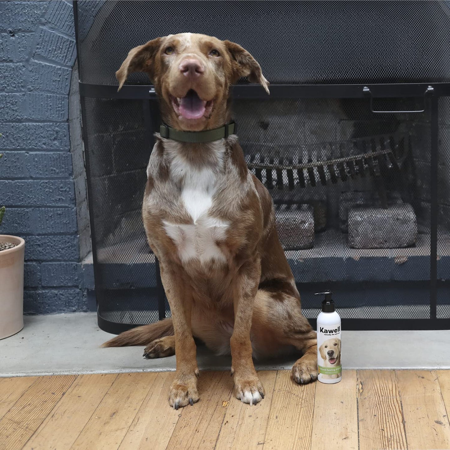 Kawell USA Natural Dog Shampoo for Dry Sensitive Itchy Skin, Hot Spots - Anti-Inflammatory, Antifungal, Anti-Shedding Grooming Shampoo with Matico Healing Properties - for Healthy Skin and Coats, 12oz