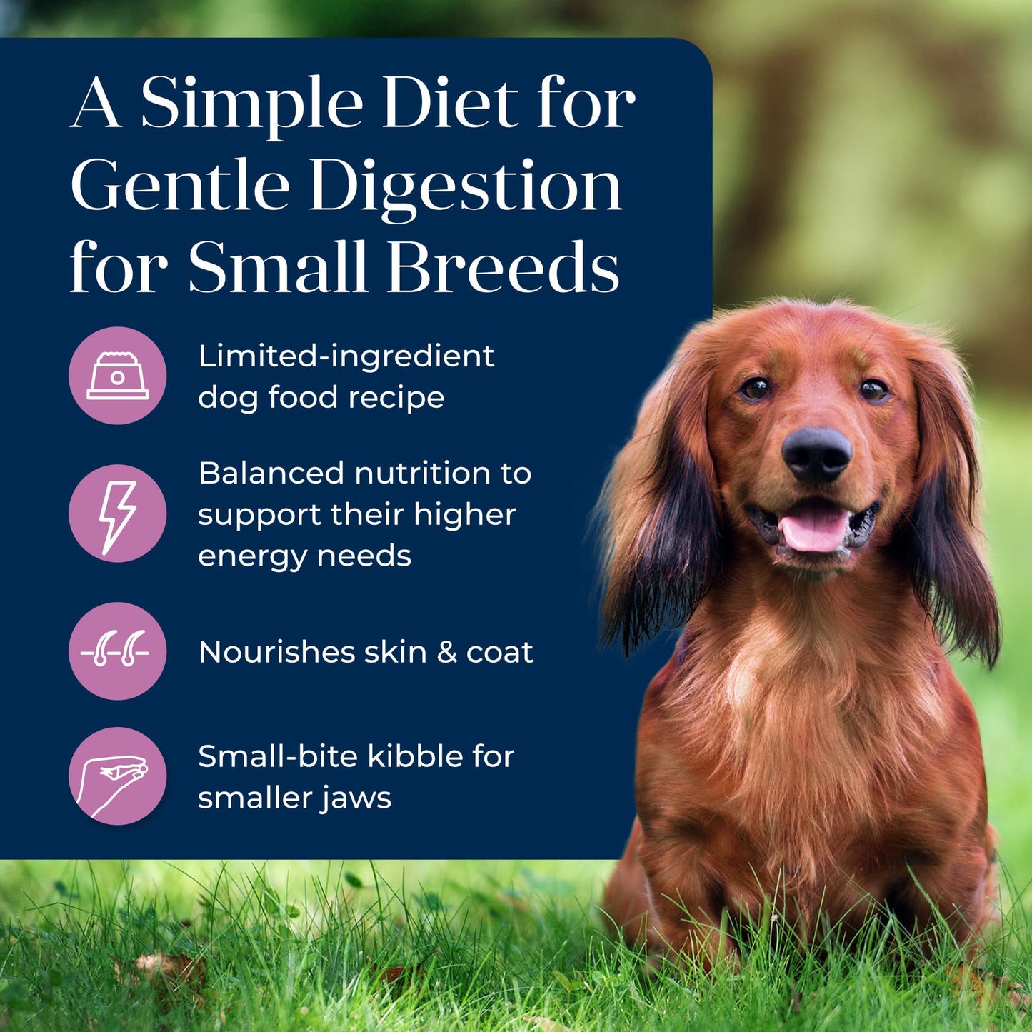 Blue Buffalo Basics Dry Dog Food for Small Breed Adult Dogs, Limited Ingredient Diet, Turkey Recipe, 11-lb. Bag