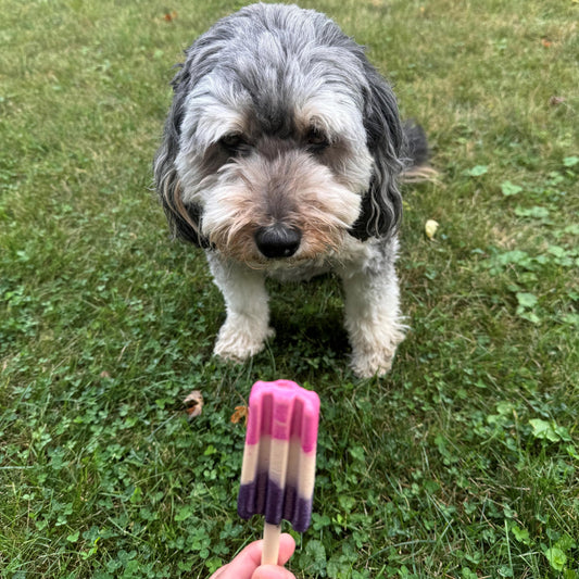 SPOT Pup Ice- Ready to Freeze at Home Dog Treats-Edible Chews for Medium Breed Dogs & Puppies with Real Chicken to Keep Your Pup Cool Year Round, Rocket Lollies Strawberry & Blueberry Flavor, 2pcs