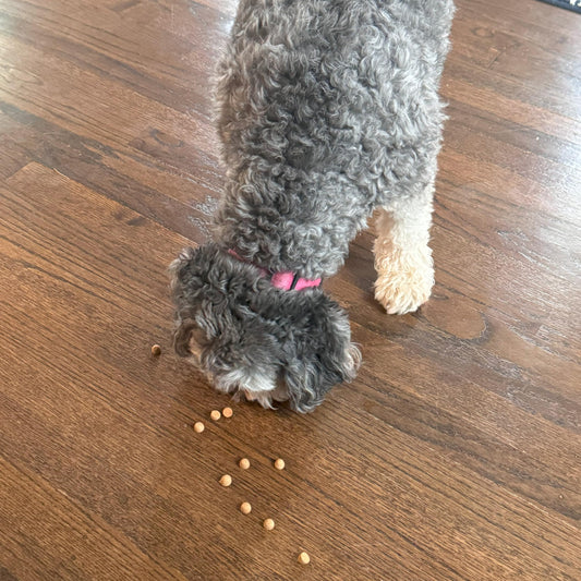 Exclusively Dog Best Buddy Bits Training Treats for Dogs and Puppies - All Natural, Baked in The USA, Ideal for Training & Agility, No Animal Byproducts - Chicken Flavor, 5.5oz Resealable Bag