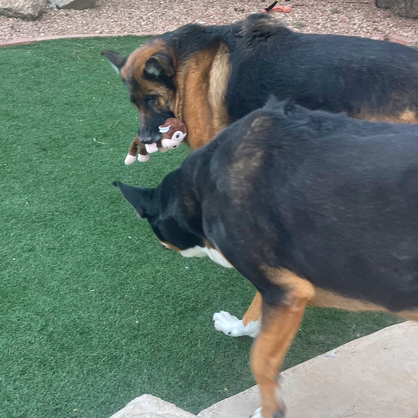 4 Pack Durable Dog Chew Toys for Aggressive Chewers-Puppy Teething Toys, Long-Lasting Dog Bones for Small & Medium Breeds-Indestructible Chew Toys for Dogs to Keep Them Busy & Support Dental Health