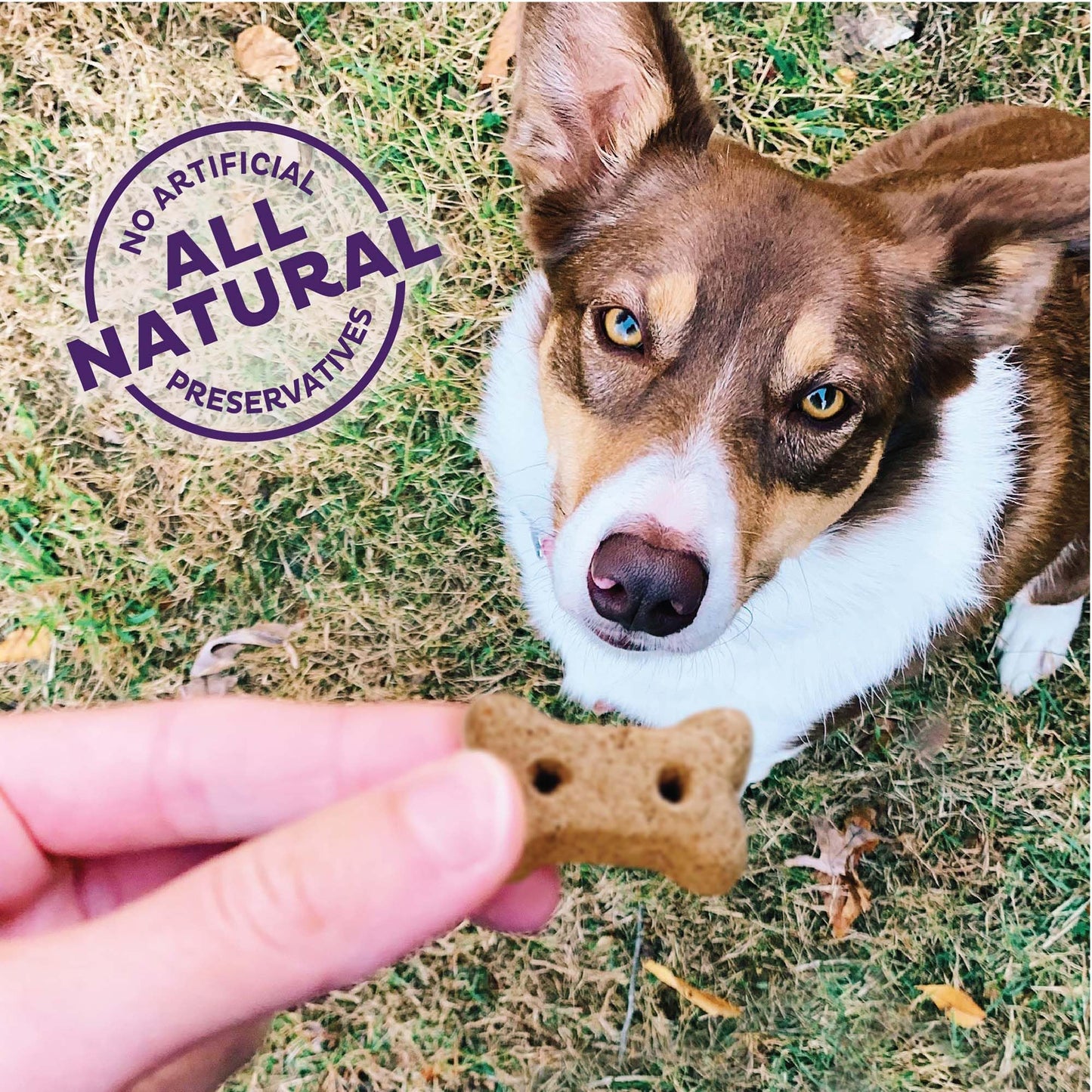 Old Mother Hubbard Wellness Hip & Joint Dog Biscuits, Natural, Training Treats, Chicken, Apples, Oats, and Carrots Flavor, Mini Size, (20 Ounce Bag)