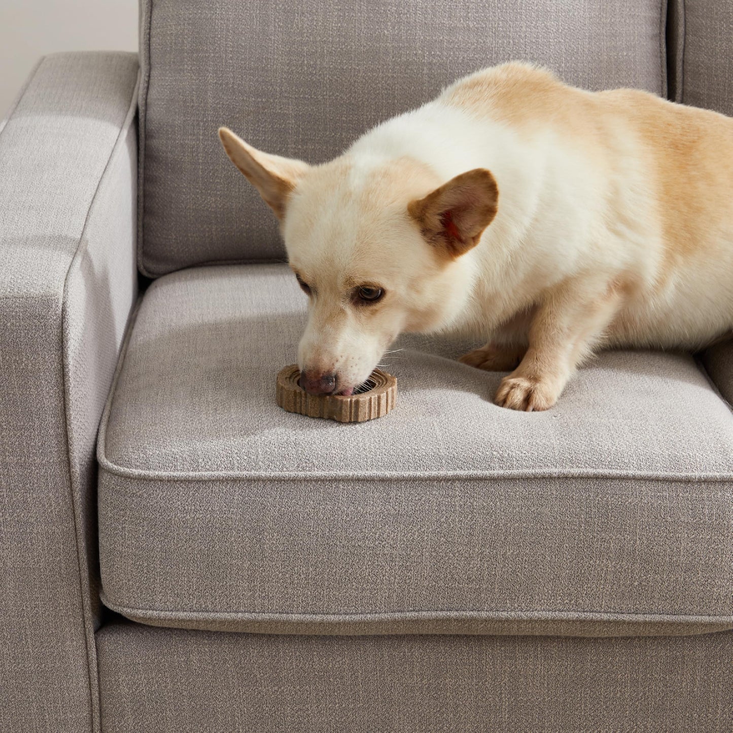 Petstages Dogwood Ring Dog Chew Toy, Small (Pack of 2)