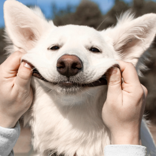 PurePupper Adult Dog Care – fitness, skin, toys, and nutrition