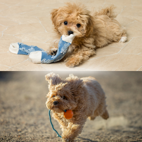 PurePupper Puppy Training Toys – socialization and play support