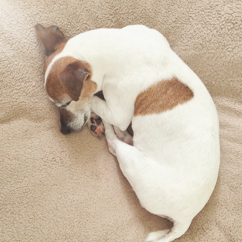 PurePupper Senior Dog Care – joint, nutrition, and comfort products