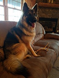 Big Dog Antler Chews - Whitetail Deer Antler Dog Chew, Medium, 8 Inches to 13 Inches Long, Natural, Healthy Long-Lasting Treat. for Medium to Large Size Dogs and Puppies.