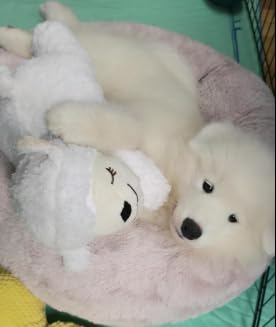 3T GROUP Heartbeat Puppy for Dogs Sleep Aid,Heartbeat Dog Toy for Puppy Essentials,Heartbeat Stuffed Animal Pillow Calming Plush Toys Anxiety Relief Lamb(White)