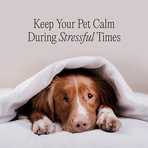 pawTree Chillax - Natural Calming Hemp Chews for Dogs and Cats - Formula to Relieve Stress and Tension; Ease Travel, Separation Anxiety and Soothe Fear - Small Soft Chews (60 Count)