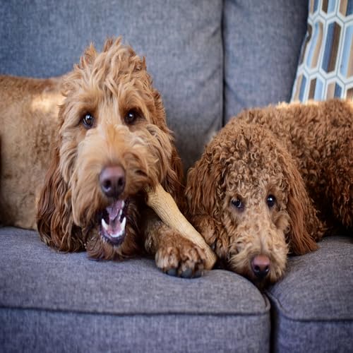 Petstages Dogwood Durable Dog Chew Toy, Small - Long Lasting Chew Stick Made with Real Wood - USA Made, S