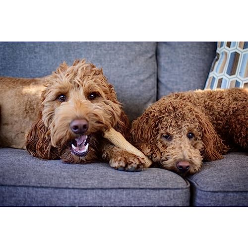 Petstages Dogwood Durable Dog Chew Toy, Small - Long Lasting Chew Stick Made with Real Wood - USA Made, S