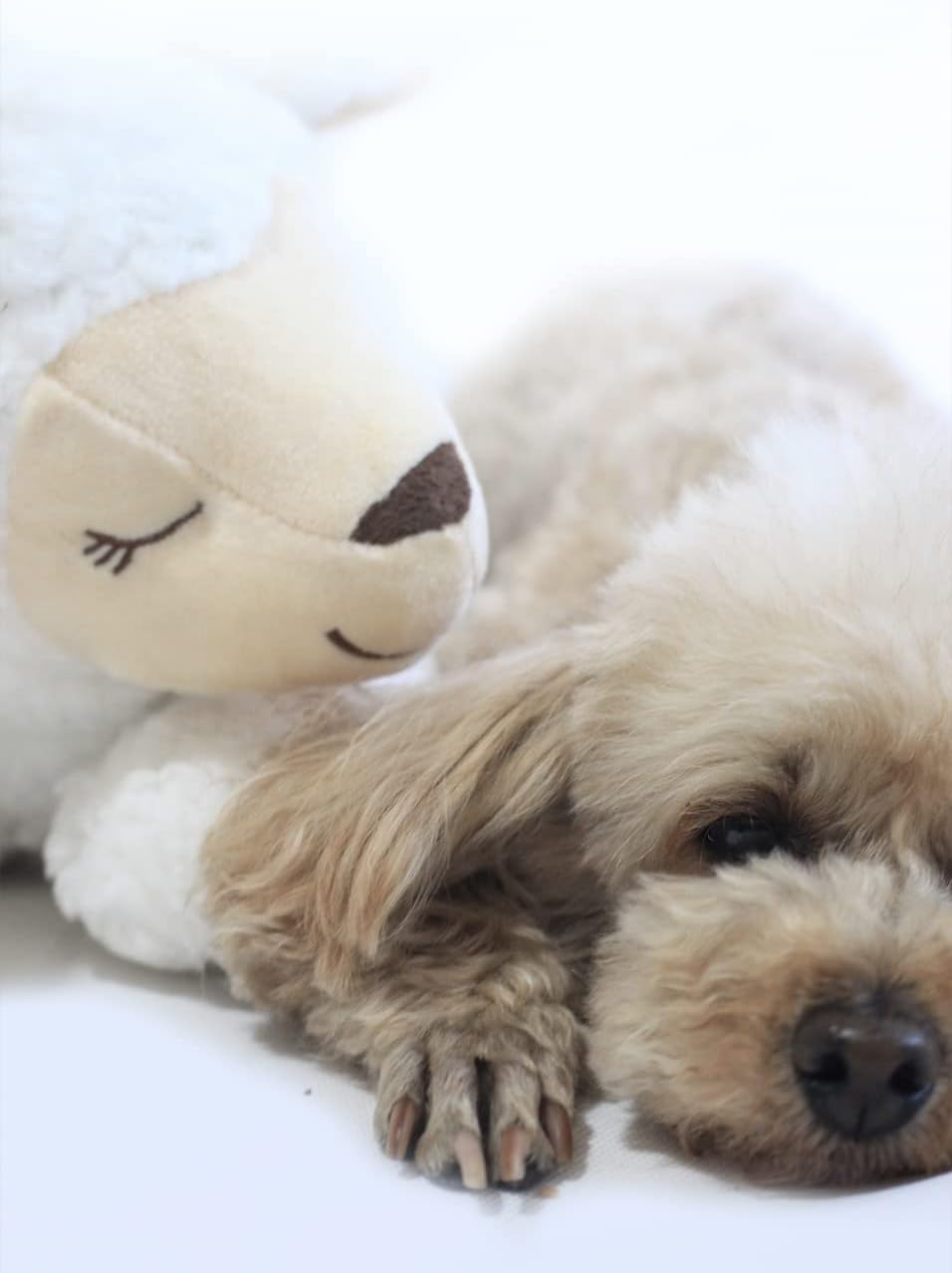 HonourHope Dog Heartbeat Toy for Anxiety Relief, Soft Plush Pet Calming Aid - Sheep