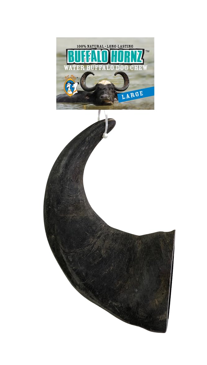 QT Dog Large Water Buffalo Horn - Long-Lasting 100% All-Natural Dog Chew, Ethically Sourced Protein-Packed & Low Fat Dental Chews, Ideal for All Breeds & Aggressive Chewers