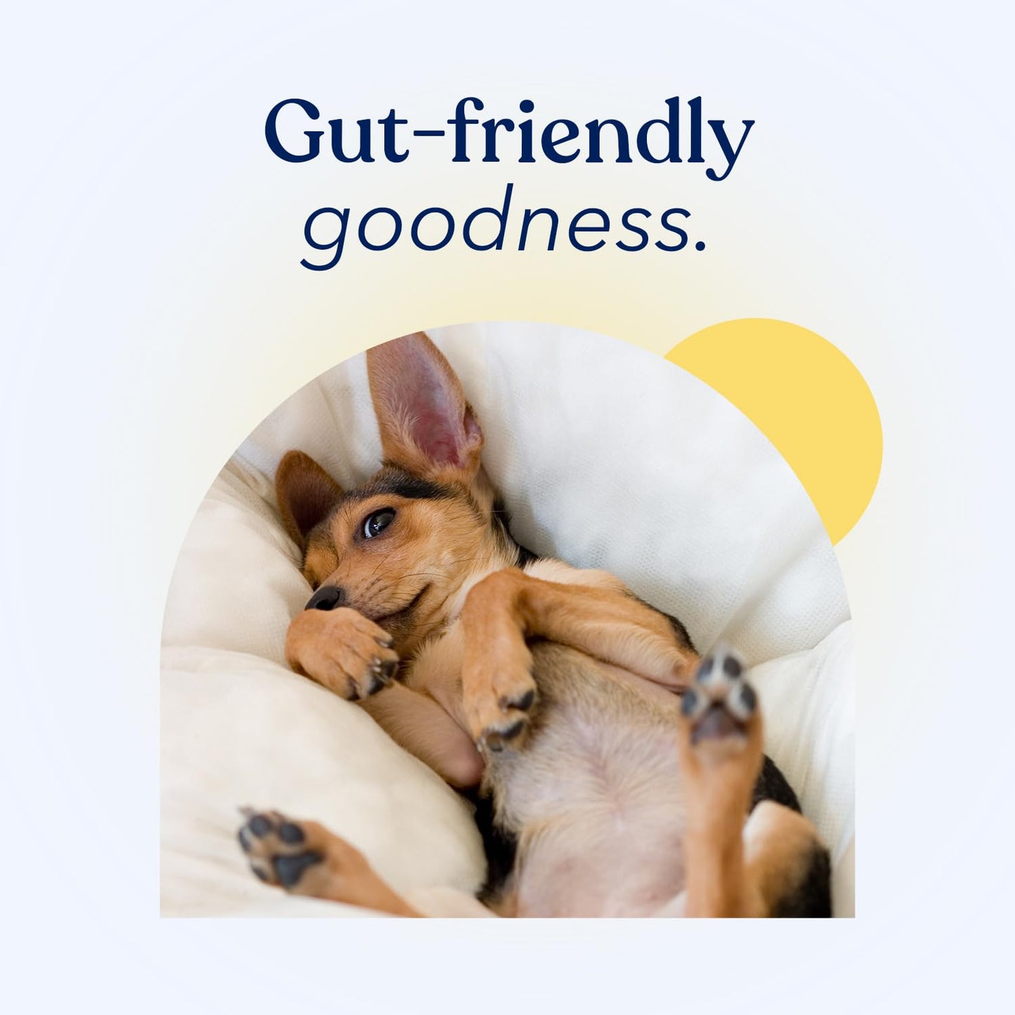 Addiction Wild Kangaroo & Apples Dry Dog Food - Limited Ingredient, Novel Protein for Dogs with Allergies, Grain-Free - Support Muscle Development & Manage Weight - Made in New Zealand 20lb