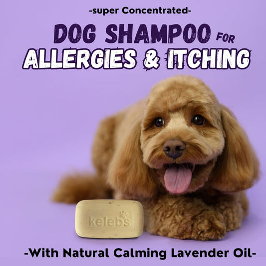 Dogtopia Bright and Shine Shampoo – 12oz Piña Colada Scent | Restoring Shampoo Rich with Soothing Colloidal Oatmeal | Tearless and Alcohol-Free for Everyday Use