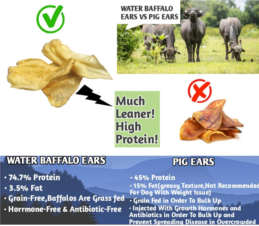 Dogscape chew Pure Natural Grass Fed Water Buffalo Ear - 12 Piece Value Pack Tough Dog Chew and Treat for Aggressive Chewers and Puppies