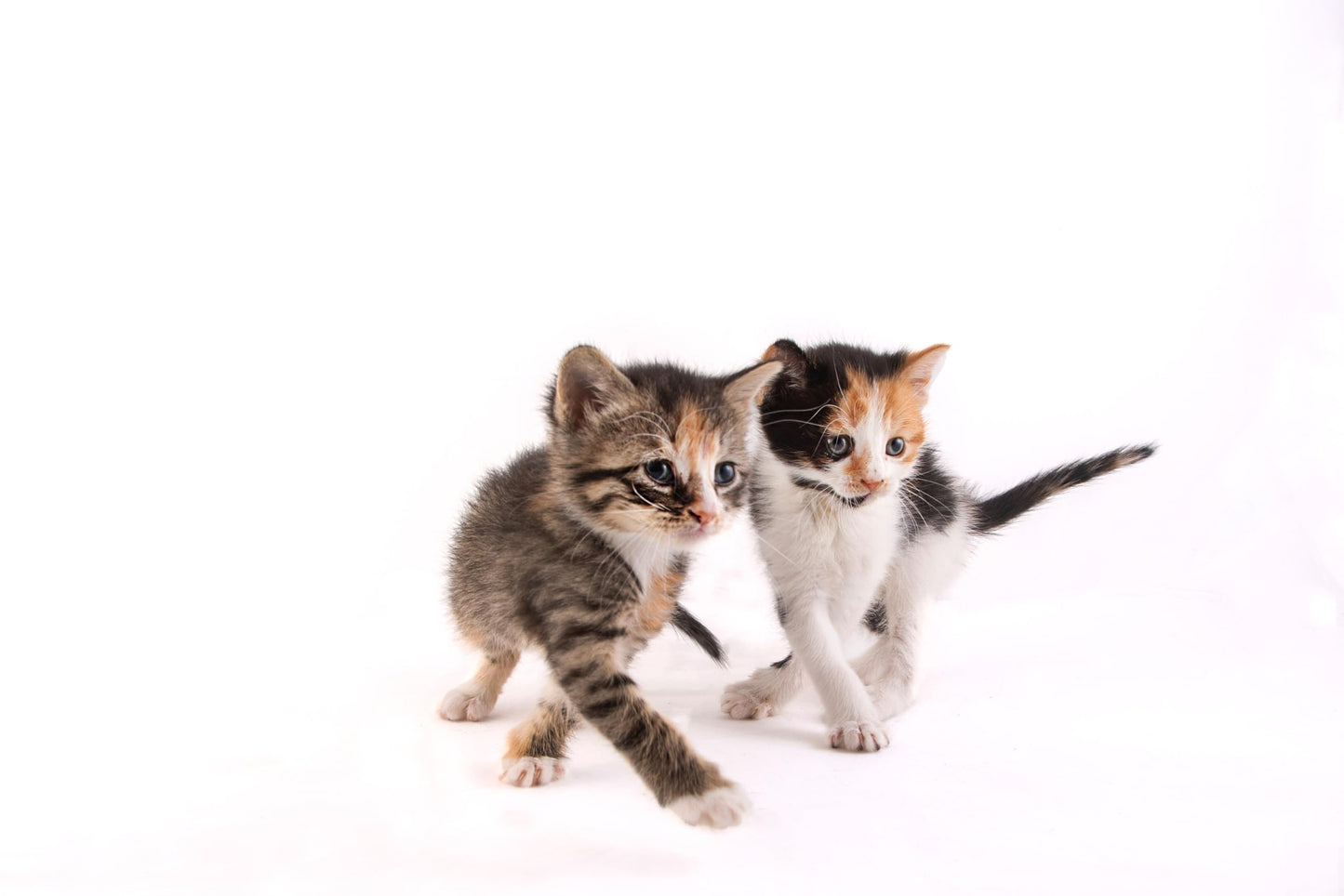 Pupums Sweet Potato, Oatmeal & Peanut Butter Dog Training Treats Variety Pack of 3 Human Grade Grain Free Cookies Made in USA