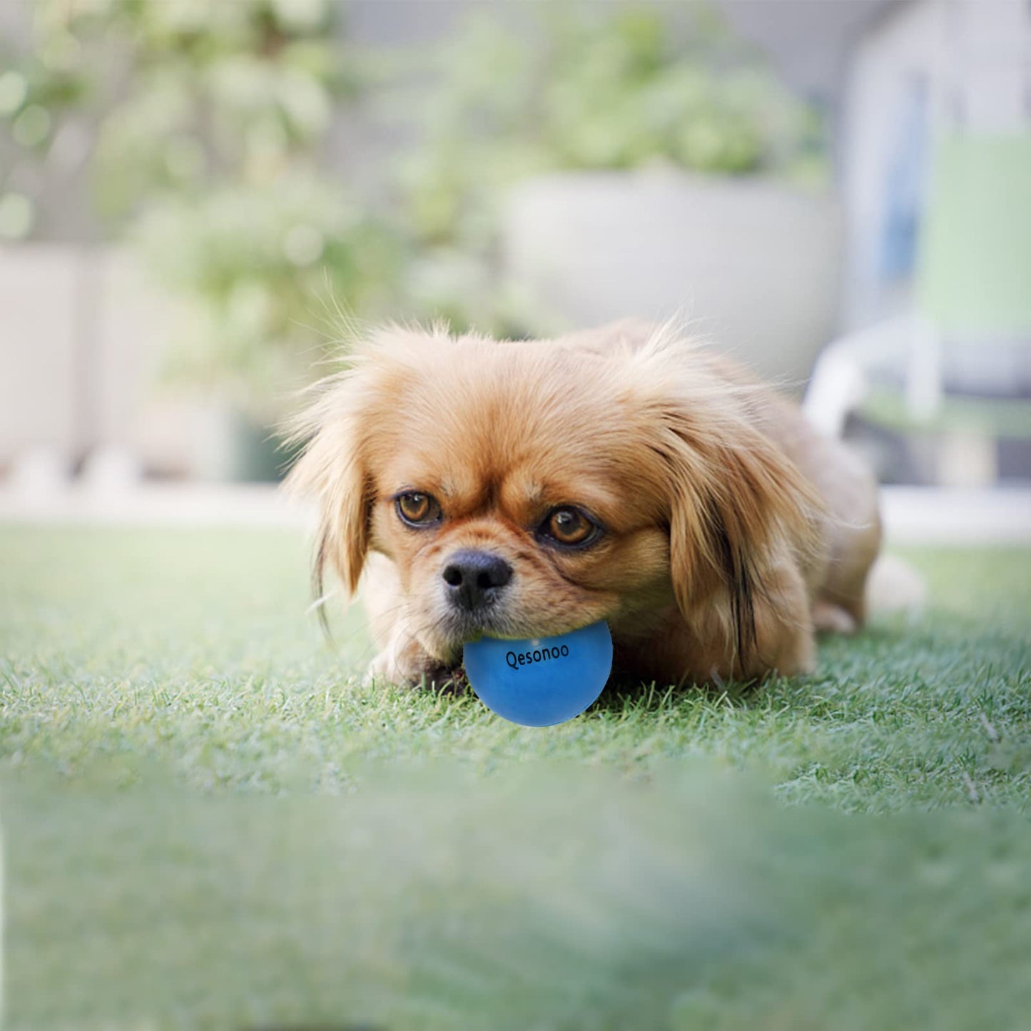 Qesonoo Dog Balls Indestructible,Solid Rubber Bouncy for Dogs Aggressive Chewers Small Breed,Non-Toxic&Floating&High Elasticity,Durable Fetch Ball Small to Chew,Play and Training