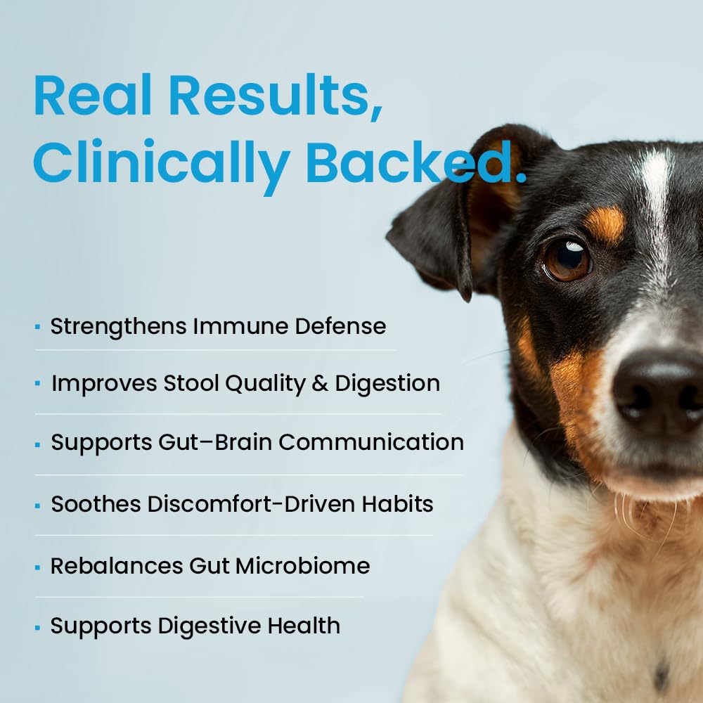 Human Grade Daily Probiotic for Dogs – Vet Approved with 7 Clinically Proven Strains + Prebiotics, Gut & Immune Support with Pumpkin & Carrot – 60 Servings – 5 Billion CFU per Scoop